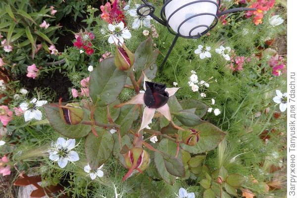 Блэк Баккара и Нигелла Дамасская.