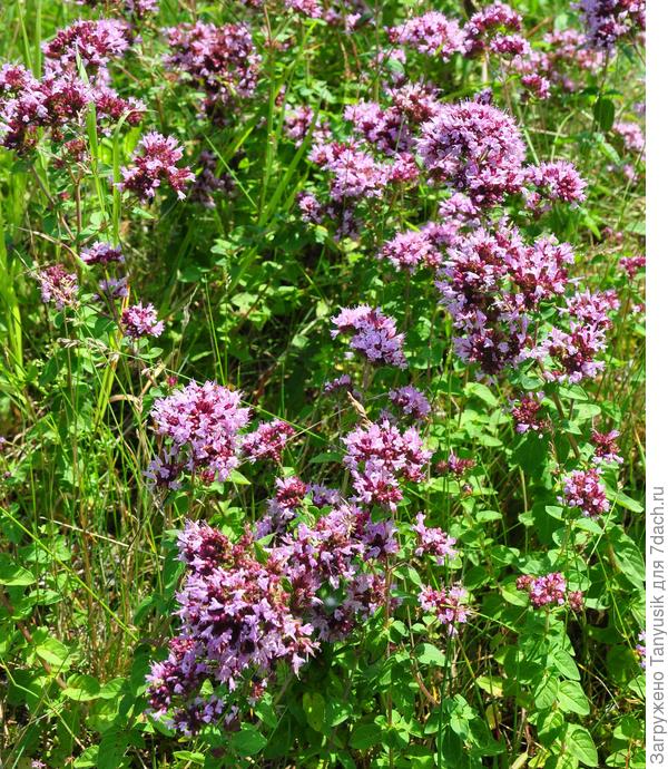 Не нащла в интернете ни одного фото желтой душицы.