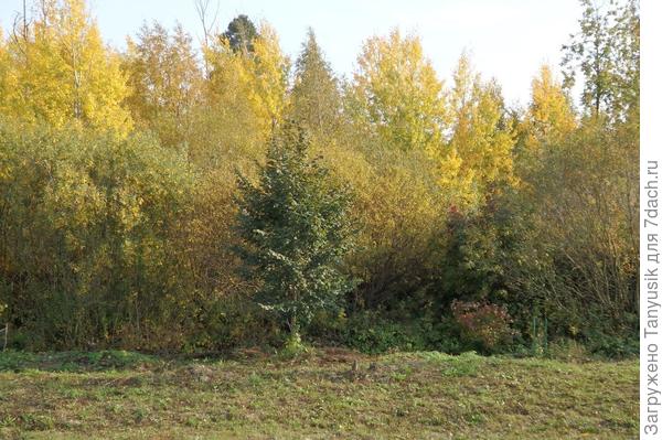 Вид из окна дачи. Зеленое дерево на переднем плане - моя липа. Фото 2015 г