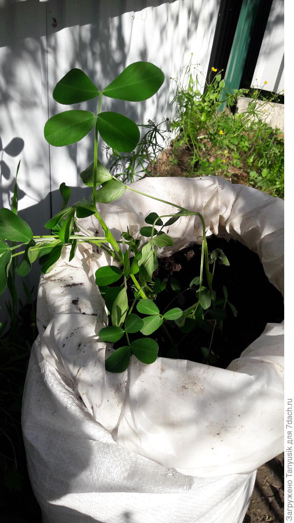 В мешках нормально росли. Тепло им было...