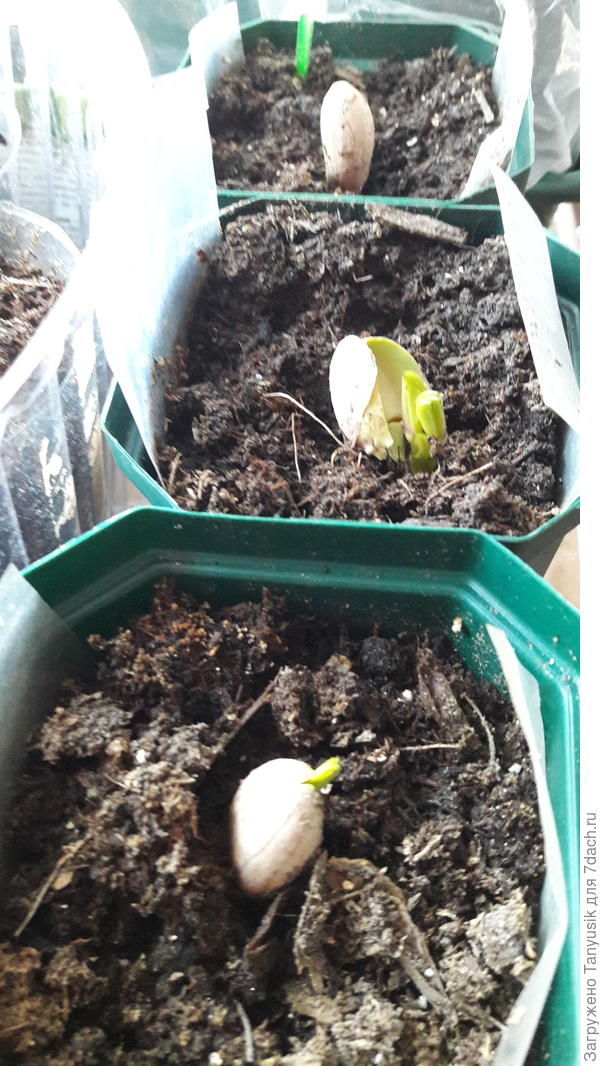 Рассада весельнькая была.