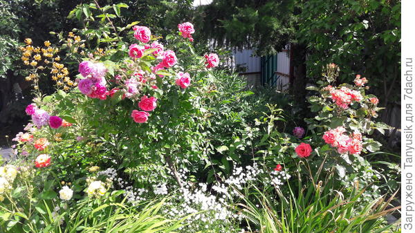 Вот здесь видна лилия Спектатор. Сежду розой справа (Вайкики) и штамбовой Скарлет Мейланд+Леонардо да Винчи.