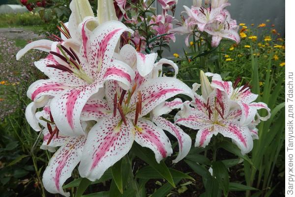 Вот на этой клумбе. Ноготки, конечно, не к месту, но они сами там всходят, не успеваю выдергивать.