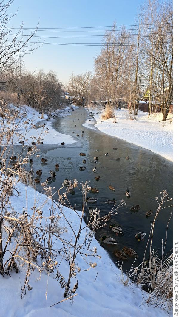 Речка все еще не замерзла. Только тонким ледком покрывается.