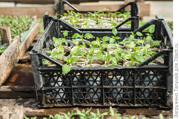 В таких ящиках удобно держать стаканчики с рассадой.