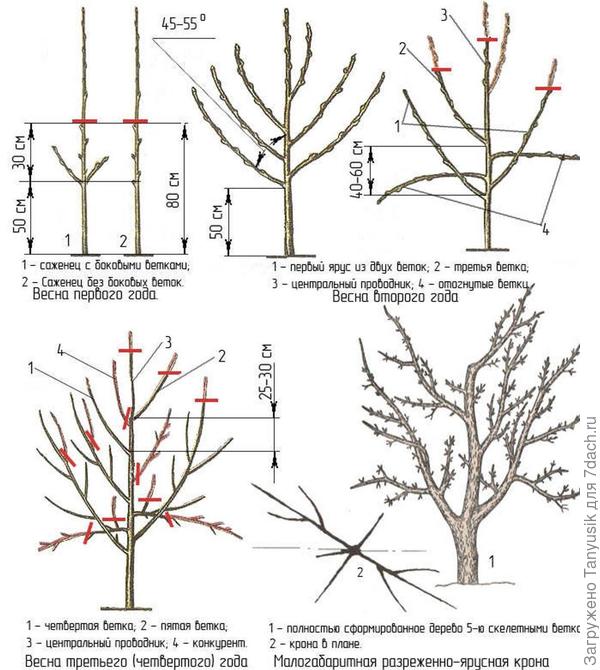 Как правильно обрезать яблоню