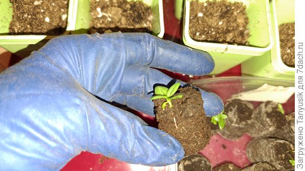 Когда увидите. что сквозь сеточку стали прорастать корешки, можно пересаживать в стаканчики. Я сеточку снимаю (она долго перегнивает). Корешки при этом не повреждаются.