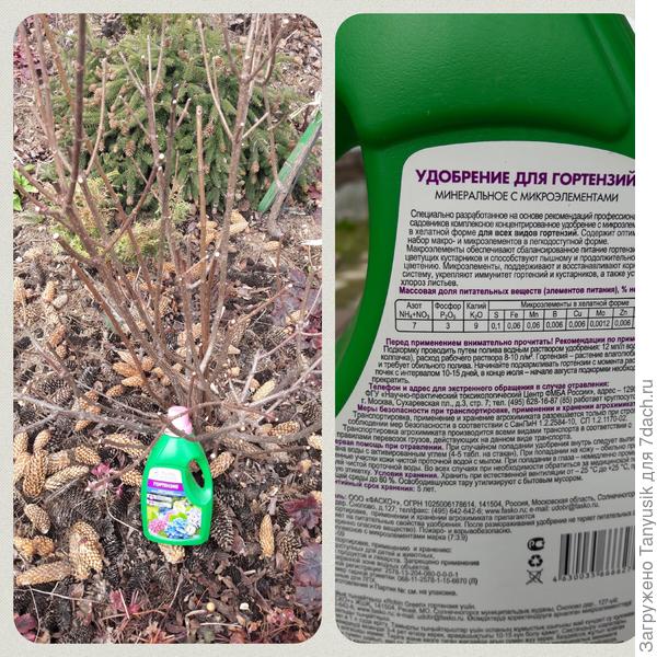 Начинать кормить, как только появятся листья с интервалом 10-15 дней. В конце июля подкормки прекратить.