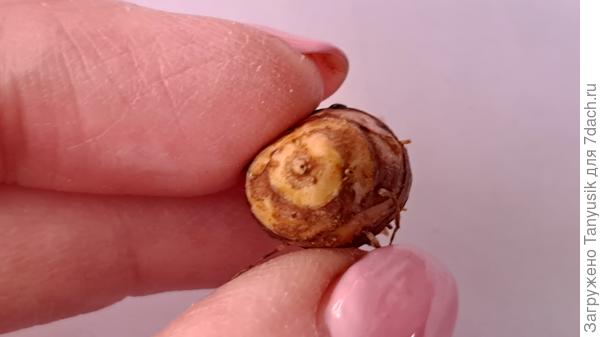 А с противоположной стороны - будет росток?