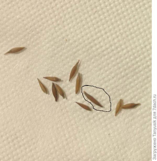 Вот например, отметь на этом семени где верх, а где низ. У других хоть как-то концы отличаются, но я все равно бы не разобралась-))