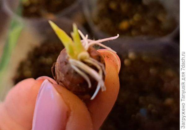 Это верх или низ?