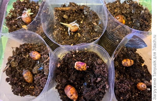 Вот так посадила. Сверху, конечно, землей присыпала.