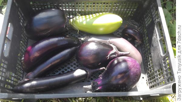 В прошлом году выращивала 4 сорта и 1 гибрид: Здоровячок, Сиреневый туман, Черное золото, Пришелец, Король севера F1.