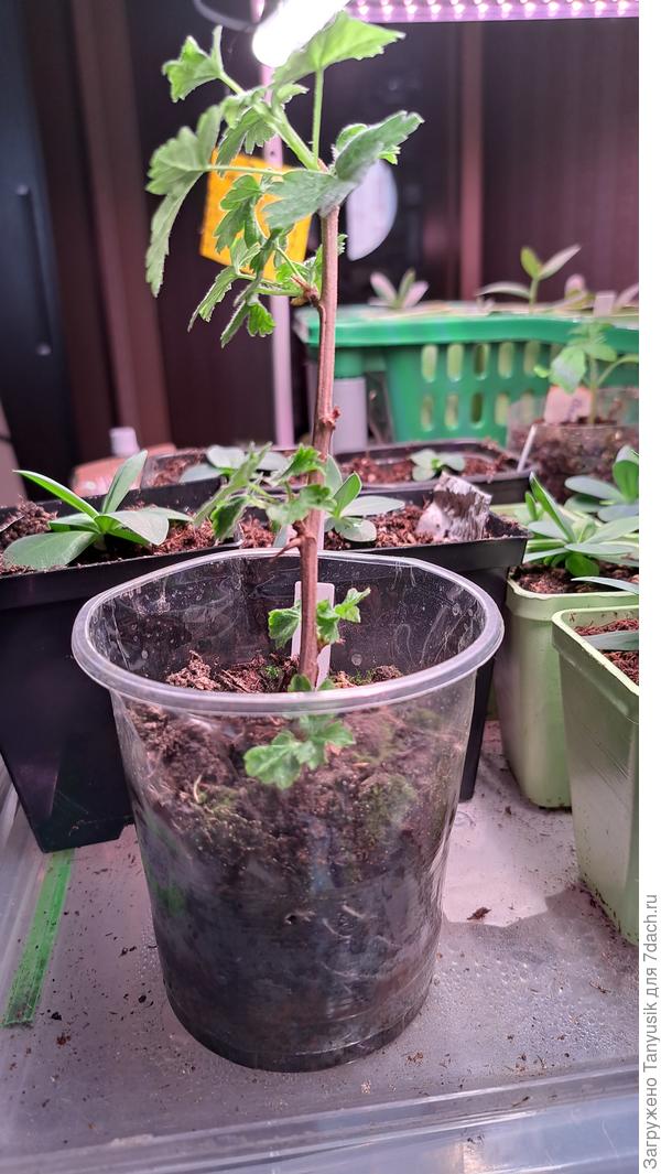 Через стенки прозрачного стаканчика видно, что образовались корни.