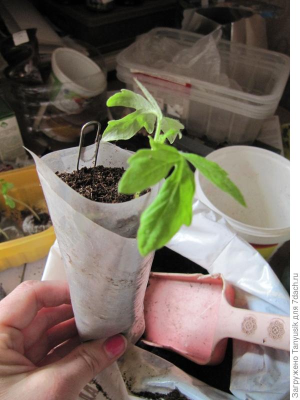 Края скрепляю скрепкой