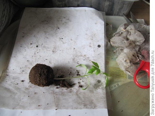 На прямоугольник кладу по середине растение (предварительно проращивала в торфо-таблетке), но можно и семячко. Добавляю земли сверху до семядолей и снизу. Скручиваю в трубочку.