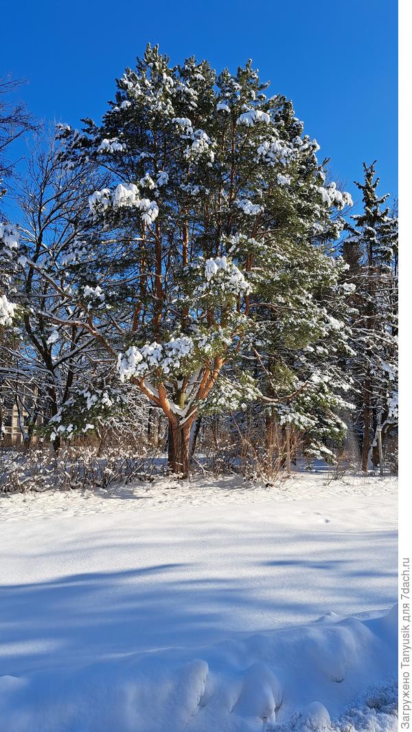 Красавица многоствольная сосна у нас на работе