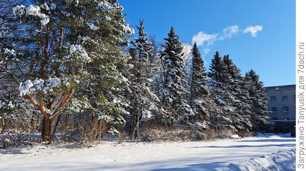 Елки тоже ничего-))