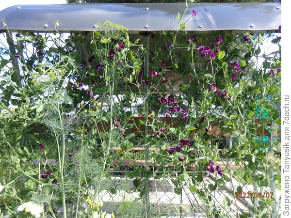 У меня вот так оплел беседку к 7 августа. Потом выше лезет, но я подстригаю.