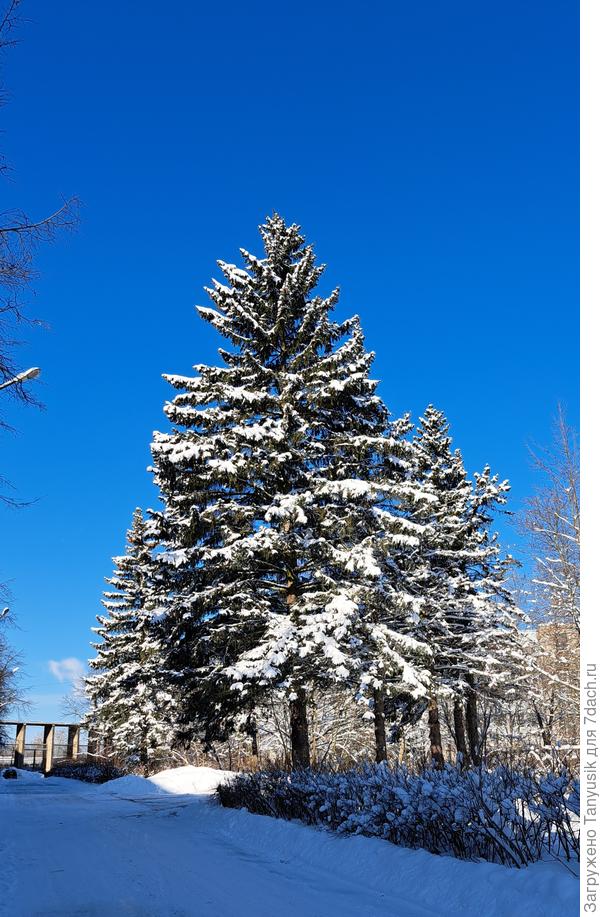 Может скоро Новый год?