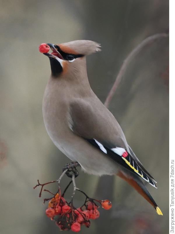 Такие? Фото из инета.