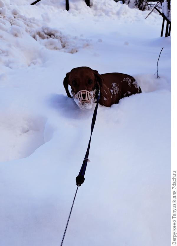 Такса - снегоход