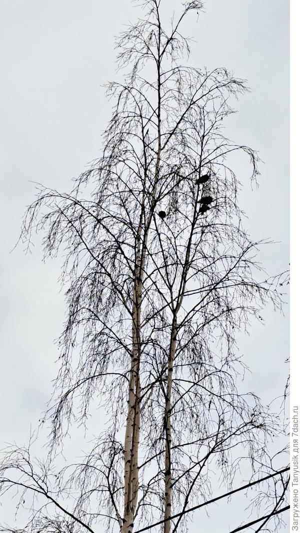 Там скворушки