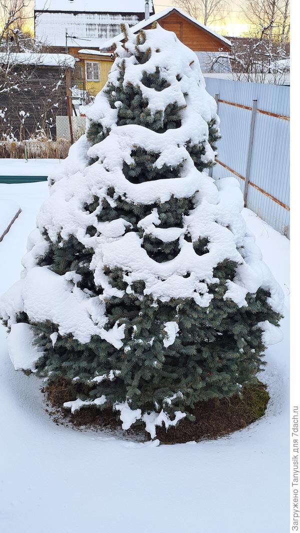 Моя голубая елочка принарядилась как на Новый год.
