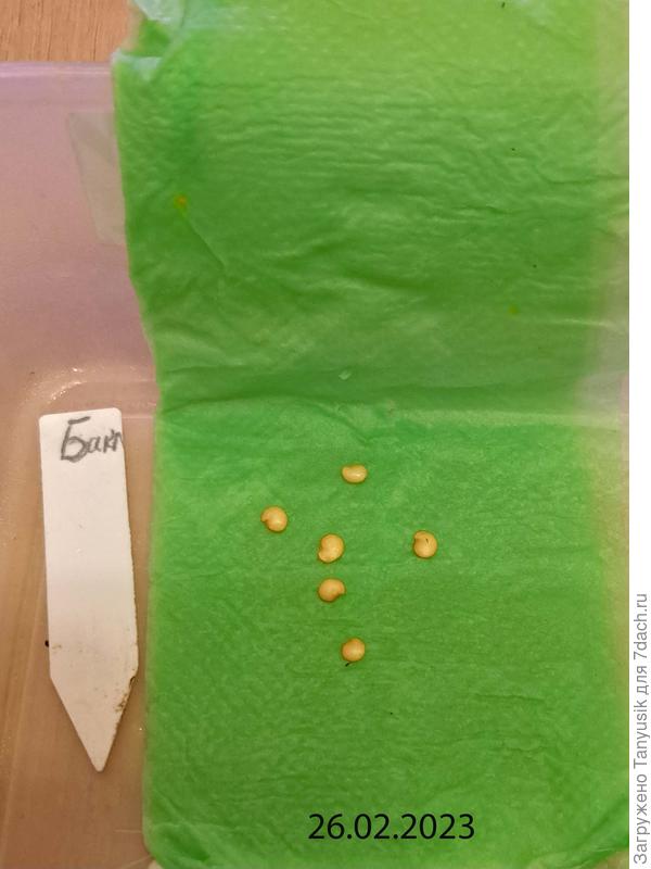 Закладка семян на проращивание.