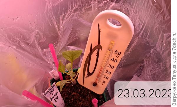 Прошло 3 дня. Видно, что все прививки прижились.