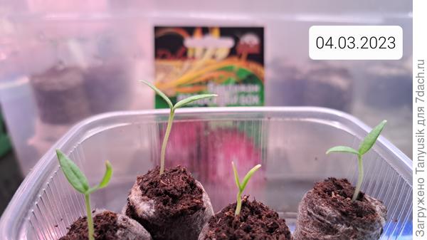 Раскрытие семядольных листиков.