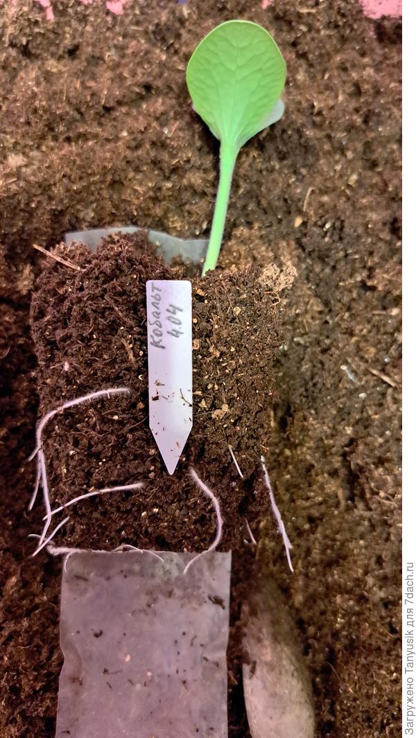 Разве у арбуза бывают такие корни через 6 дней после посева?