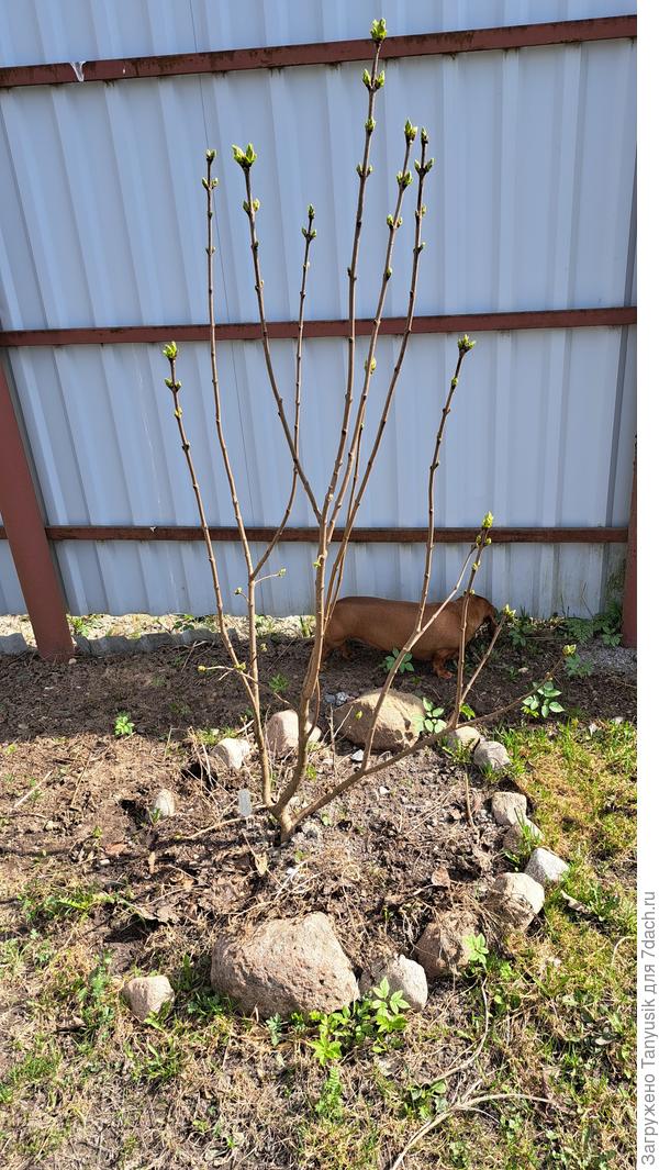 Сирень Красная Москва. 3 года после укоренения. Кажется, будет цвести