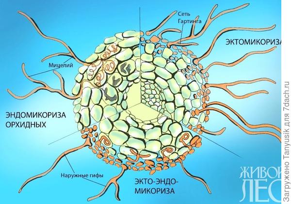 Три вида микоризы