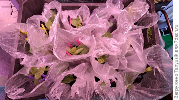 Первое проветривание прививок на второй день