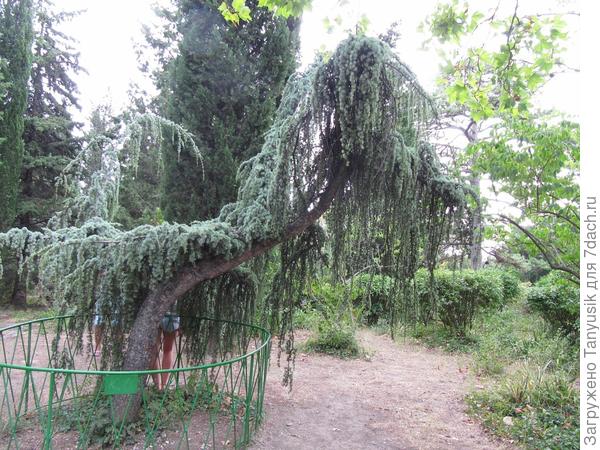 Кедр атласский сизый плакучий в парке Воронцова в Алупке.