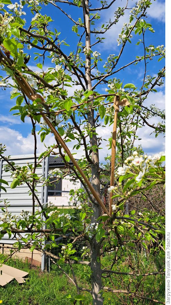 Отгибание верхних веток привязыванием к нижним