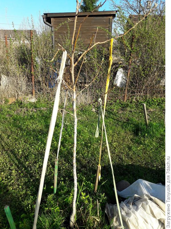 Первое распятие Просто Марии в 2018 г.