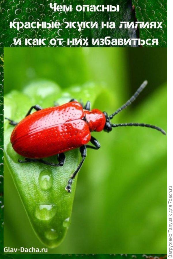 Вот таких у нас называют пожарниками