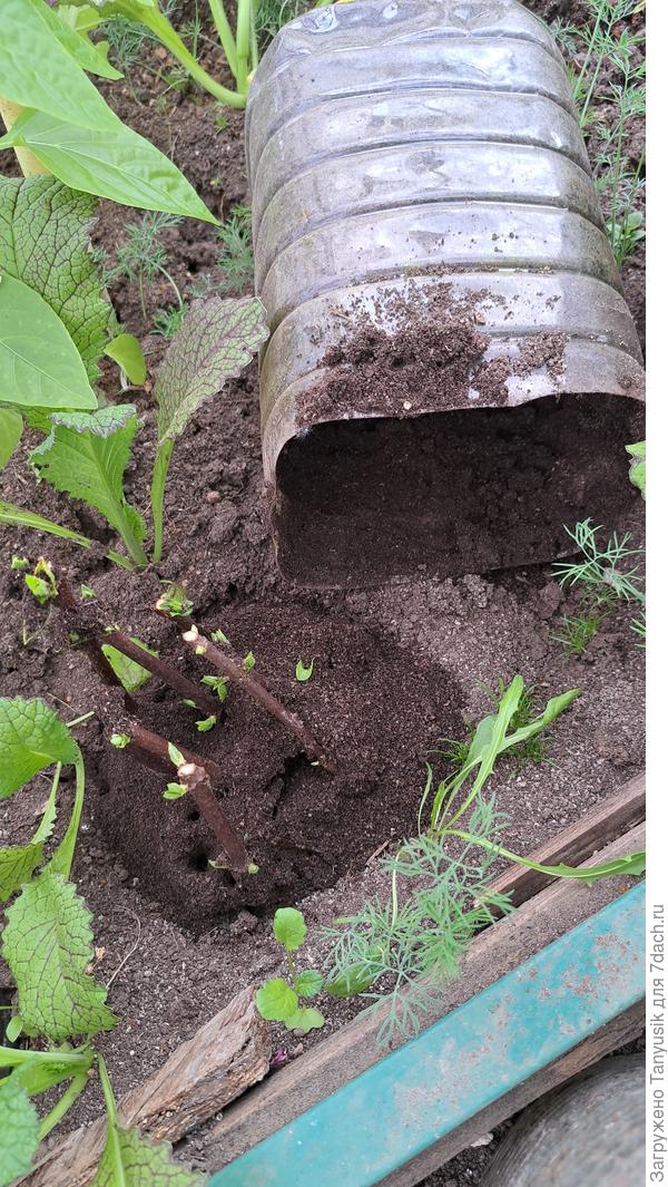 Стенки баклажки стали непрозрачными из-за земли. Но может оно и к лучшему. Говорят, под темными бутылками укоренение лучше.