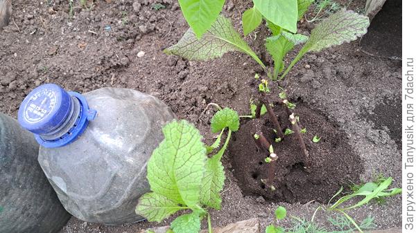 Муравейник в череночнике