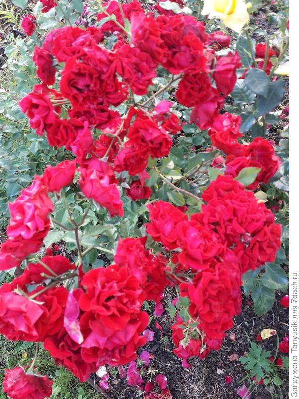 Флорибунда Нина Вейбул корнесобственная