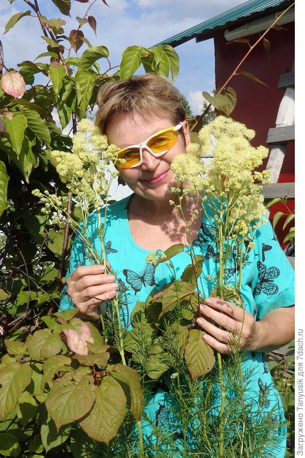 Василистник желтый