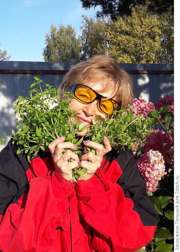 Мой любимый базилик!