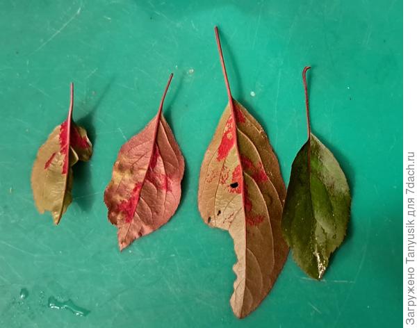 Очень яркий красно-малиновый налет на листьях яблони.