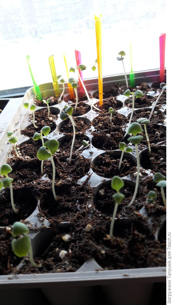 Всходы базилика. Разные цветные палочки отмечают разные сорта