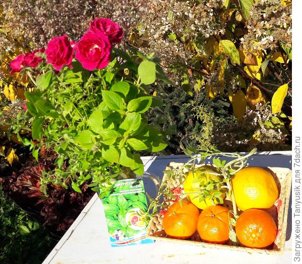 Базилик для любителей цитрусовых