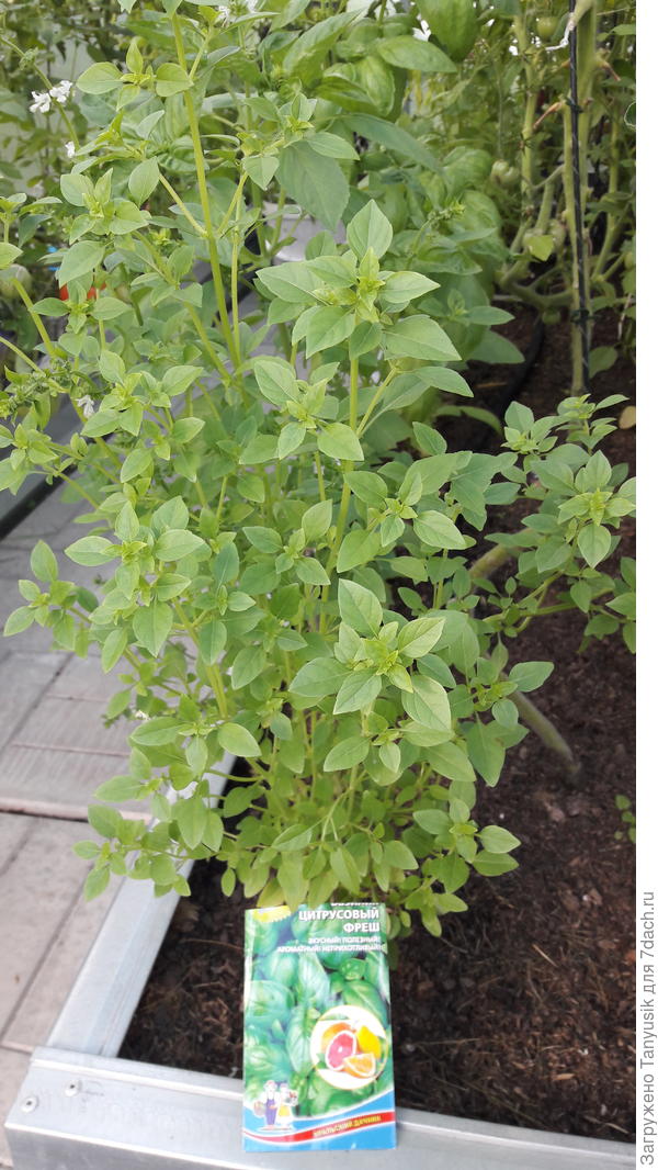 В теплице среди томатов вырастают шикарные кусты!