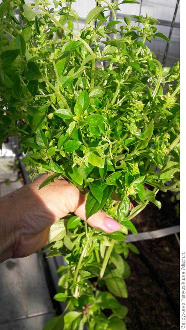 Букетик для подружек