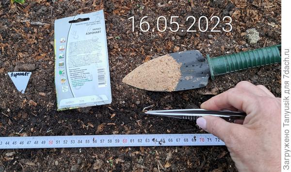 Посев второй партии укропа.